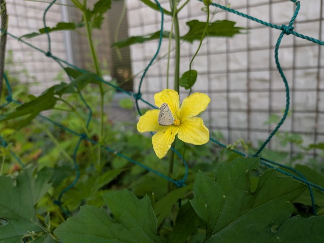 エコポリスセンターを彩る植物紹介🥀2026