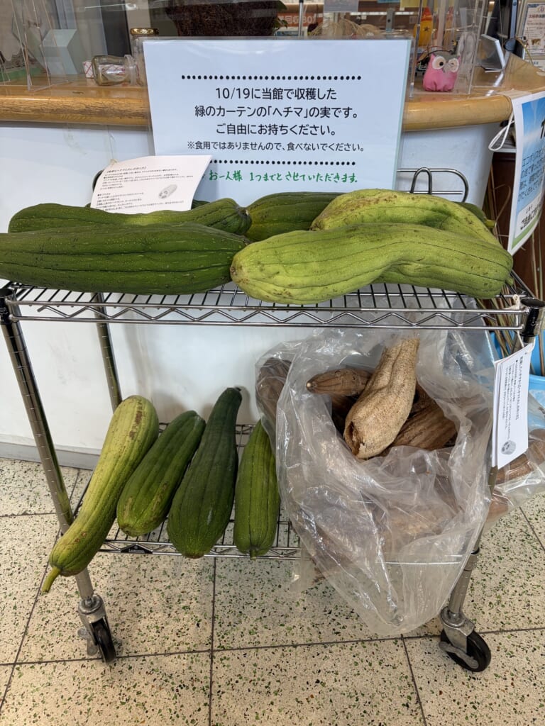 ヘチマ配布のお知らせ